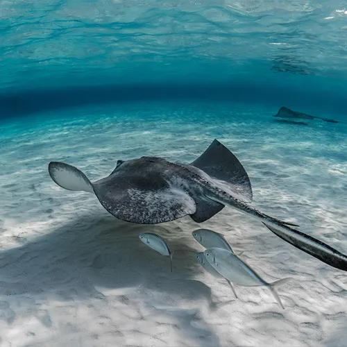 Diving 2