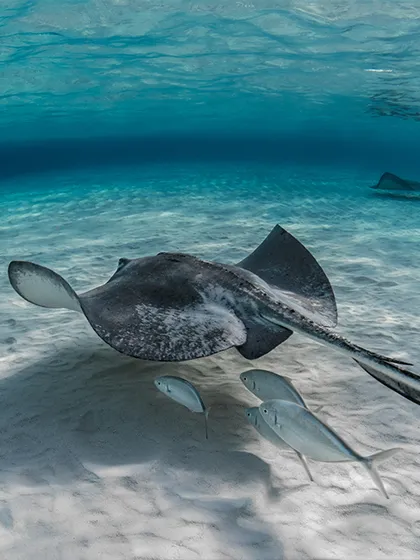 Swimming & Snorkeling