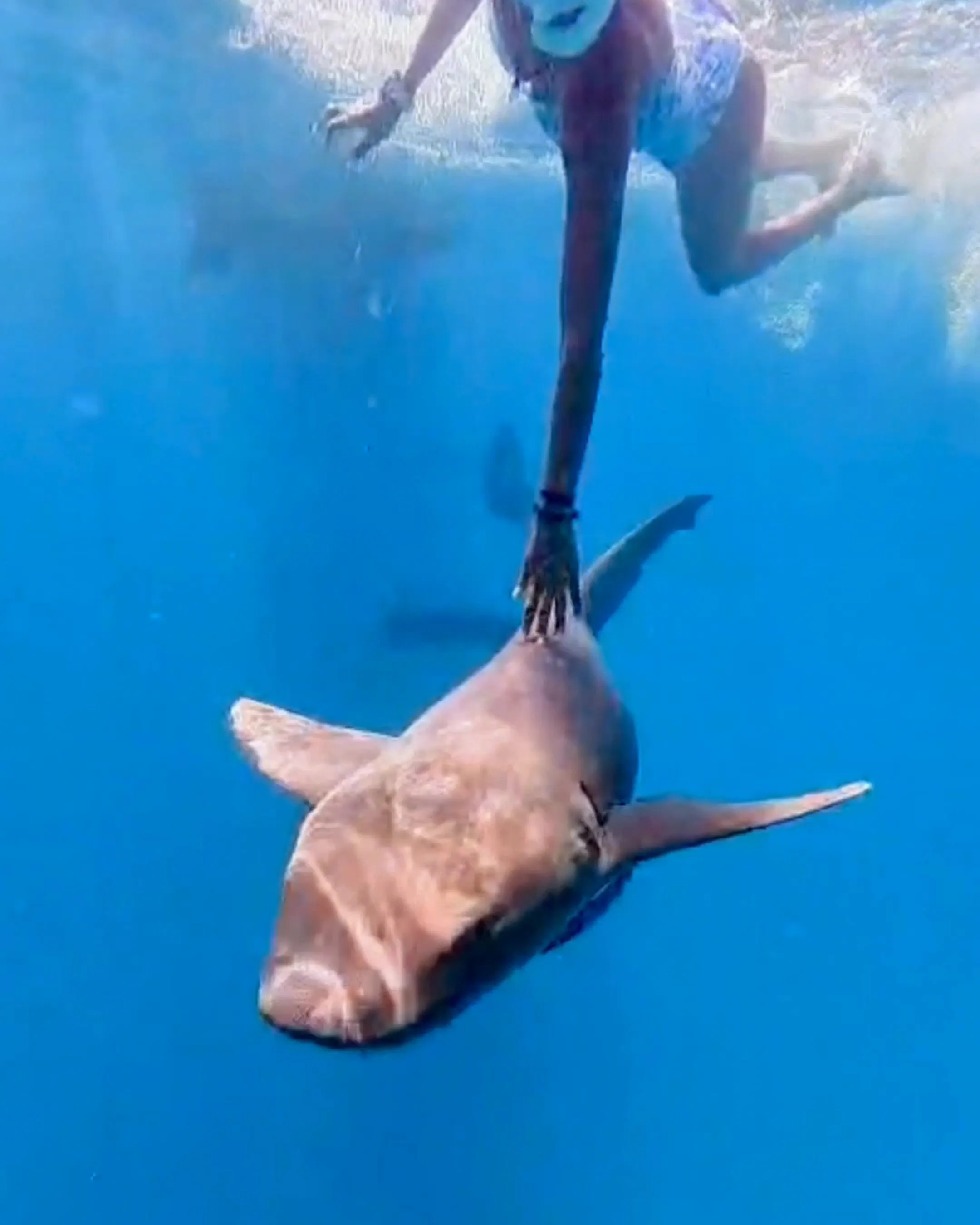 A snorkeler rests a hand on a docile nurse shark in the San Blas shallows