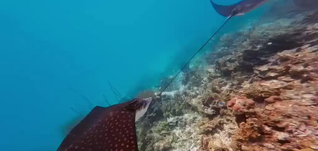 Two spotted eagle rays gliding over the reef in the clear water of San Blas