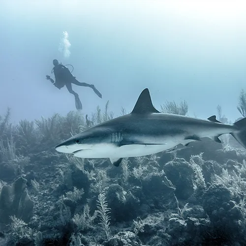 Diving 6